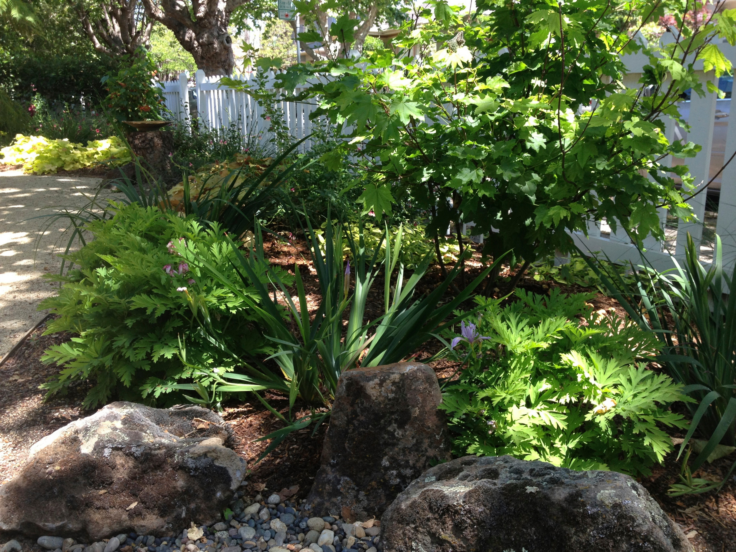 Rockridge shade garden
