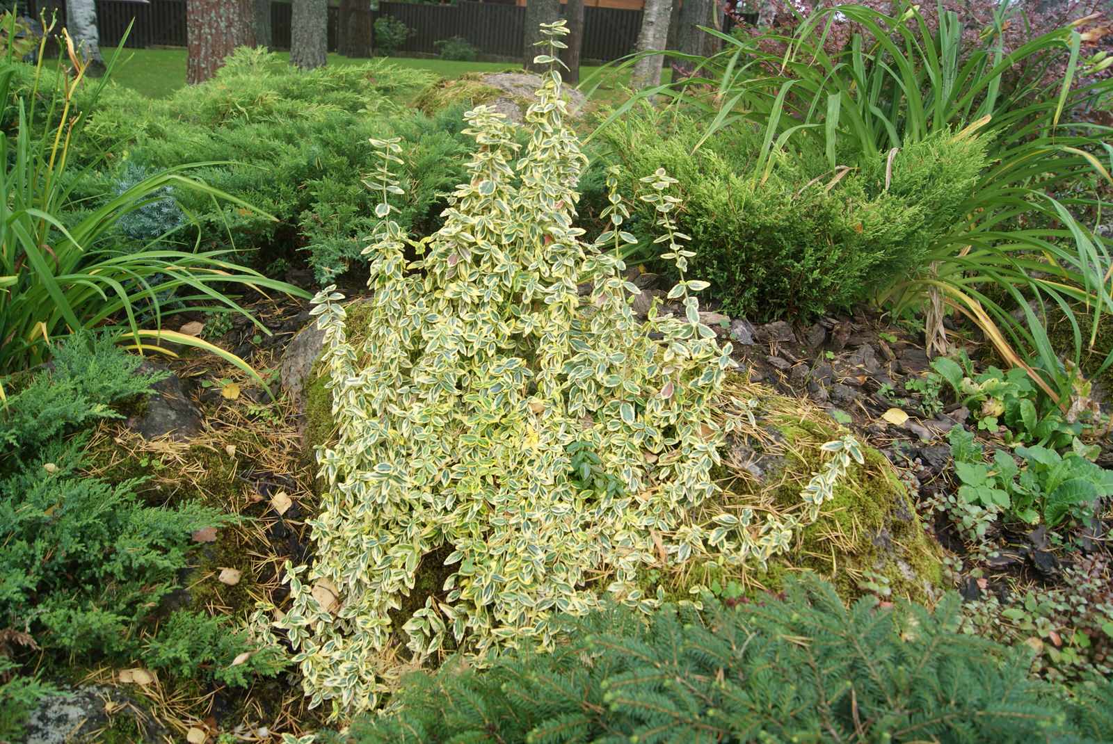 Озеленение и благоустройство