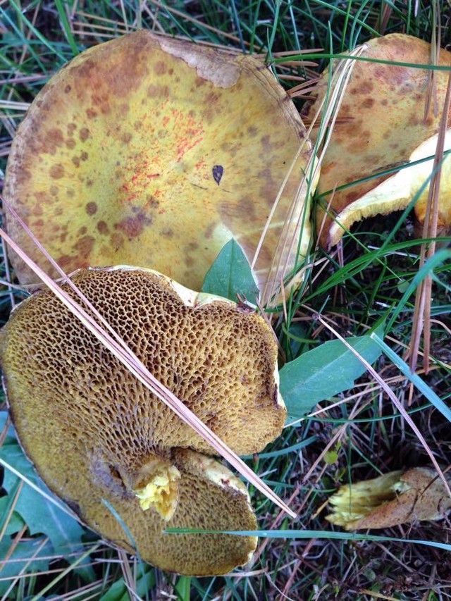 What is this mushroom? Maryland