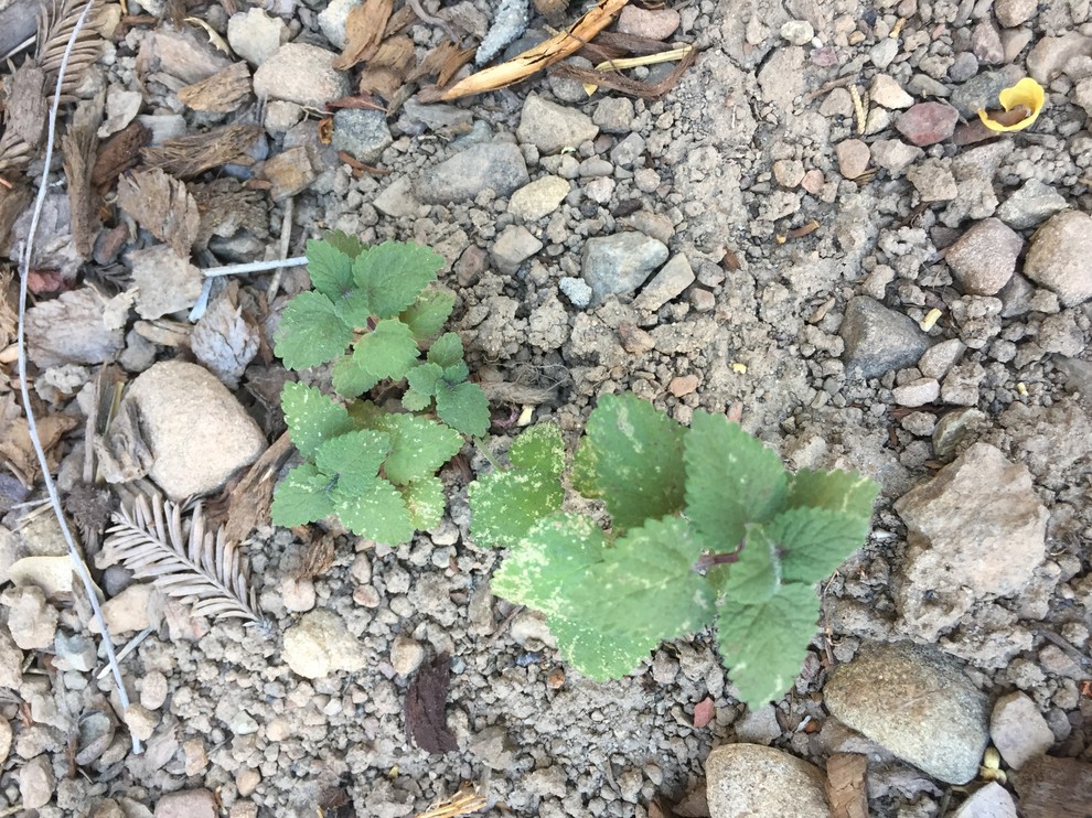 White spots on herbs (thyme, mint, lemon balm, oregano)