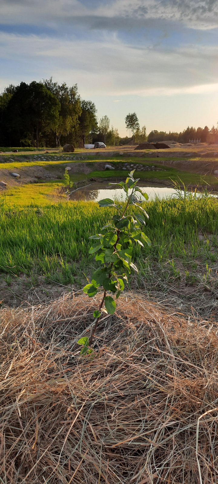 Пермакультурная агроусадьба. Рыбные пруды