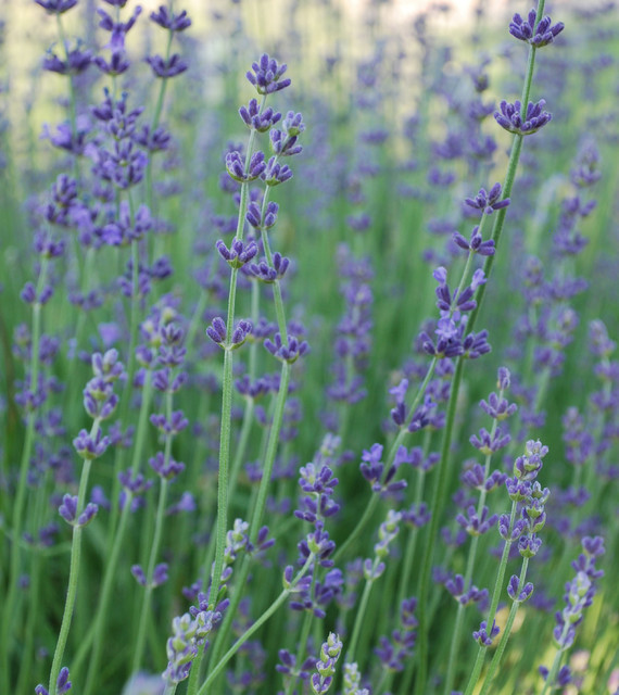 How to Grow Your Own Organic Lavender • Gardenary