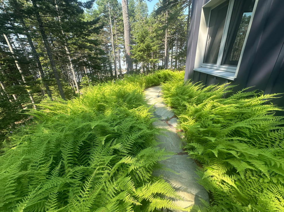 Native ferns filled in fast
