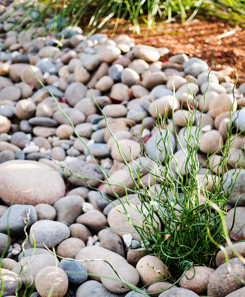 Inspiration for a front yard xeriscape in San Francisco with river rock.