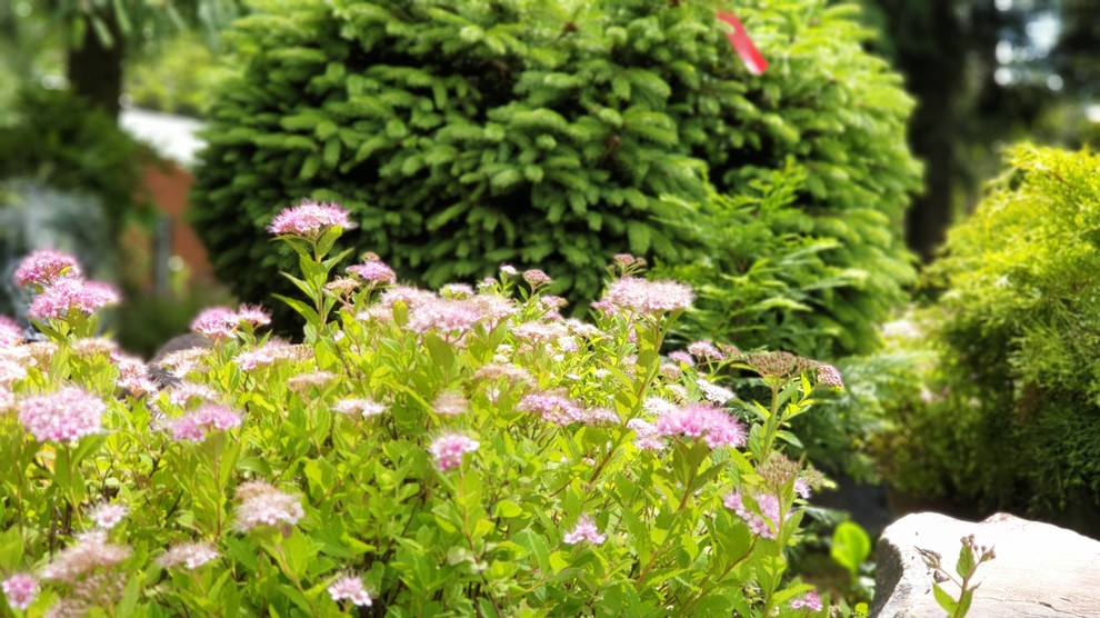 Теневой сад в Новогорске.