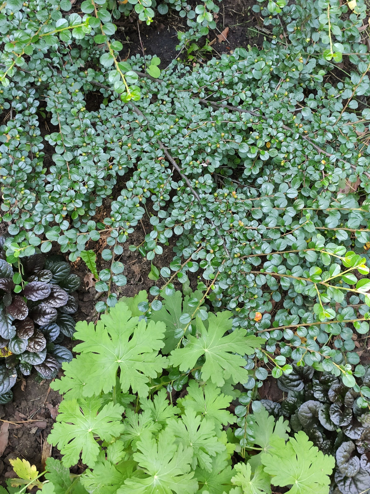 Проект "Форест"