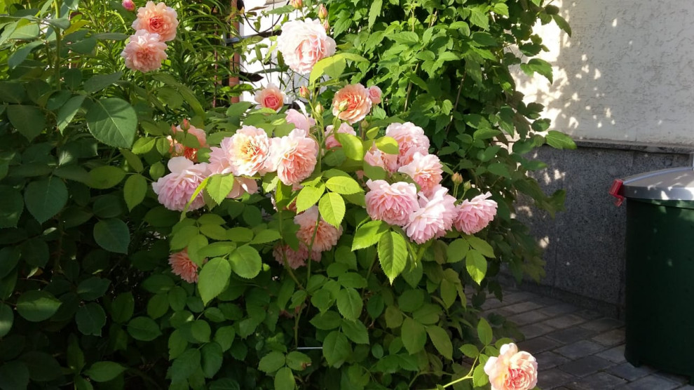 "Мечты о Провансе"