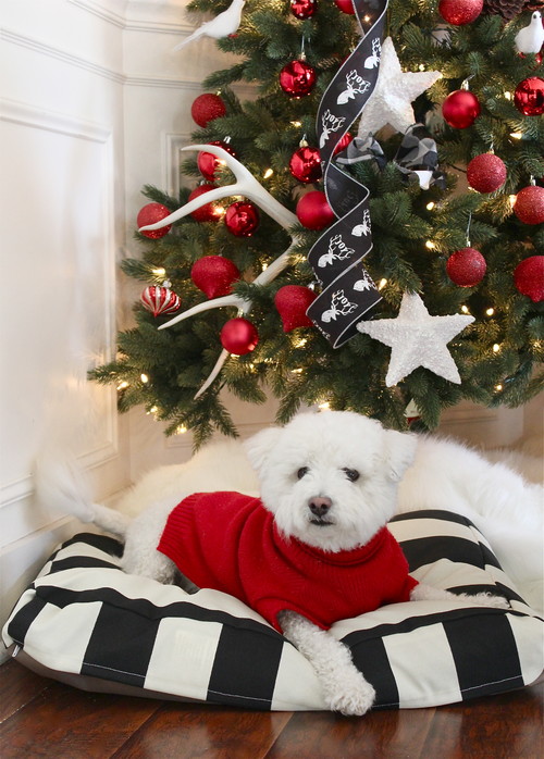 Holiday Decor Ideas for Dog Lovers - White dog laying on black and white dog bed with christmas tree in the background