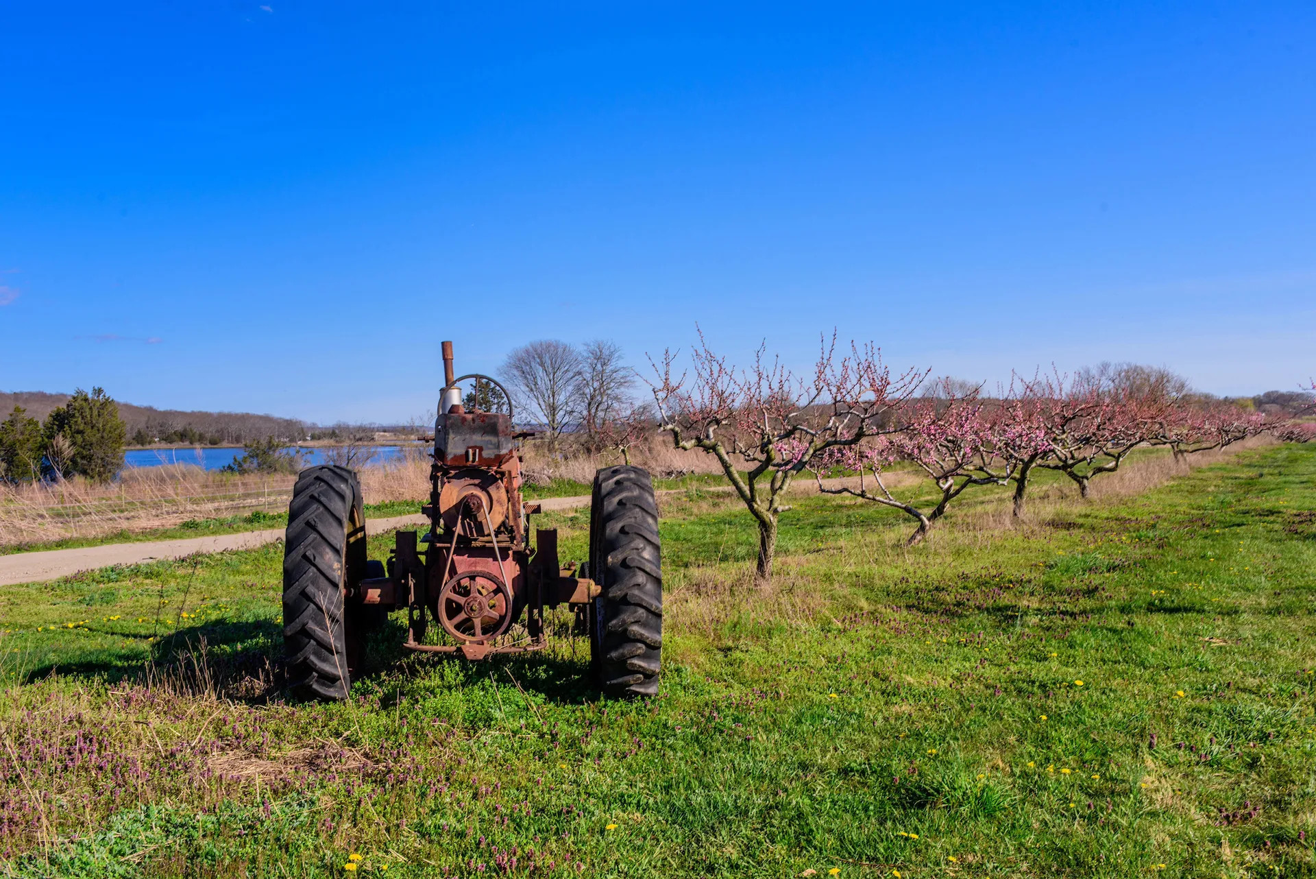 Old Apple Farm trees on Long Island for picking with family