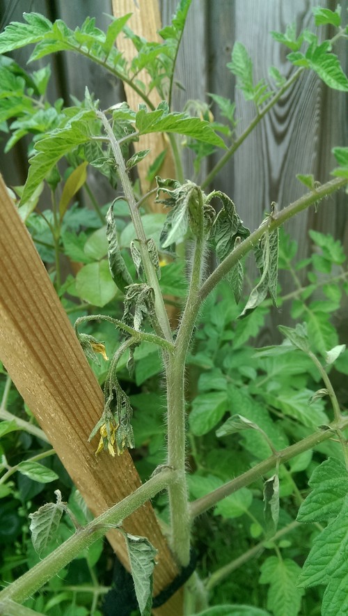 Top of tomato plant is wilting after watering with Epsomsalt