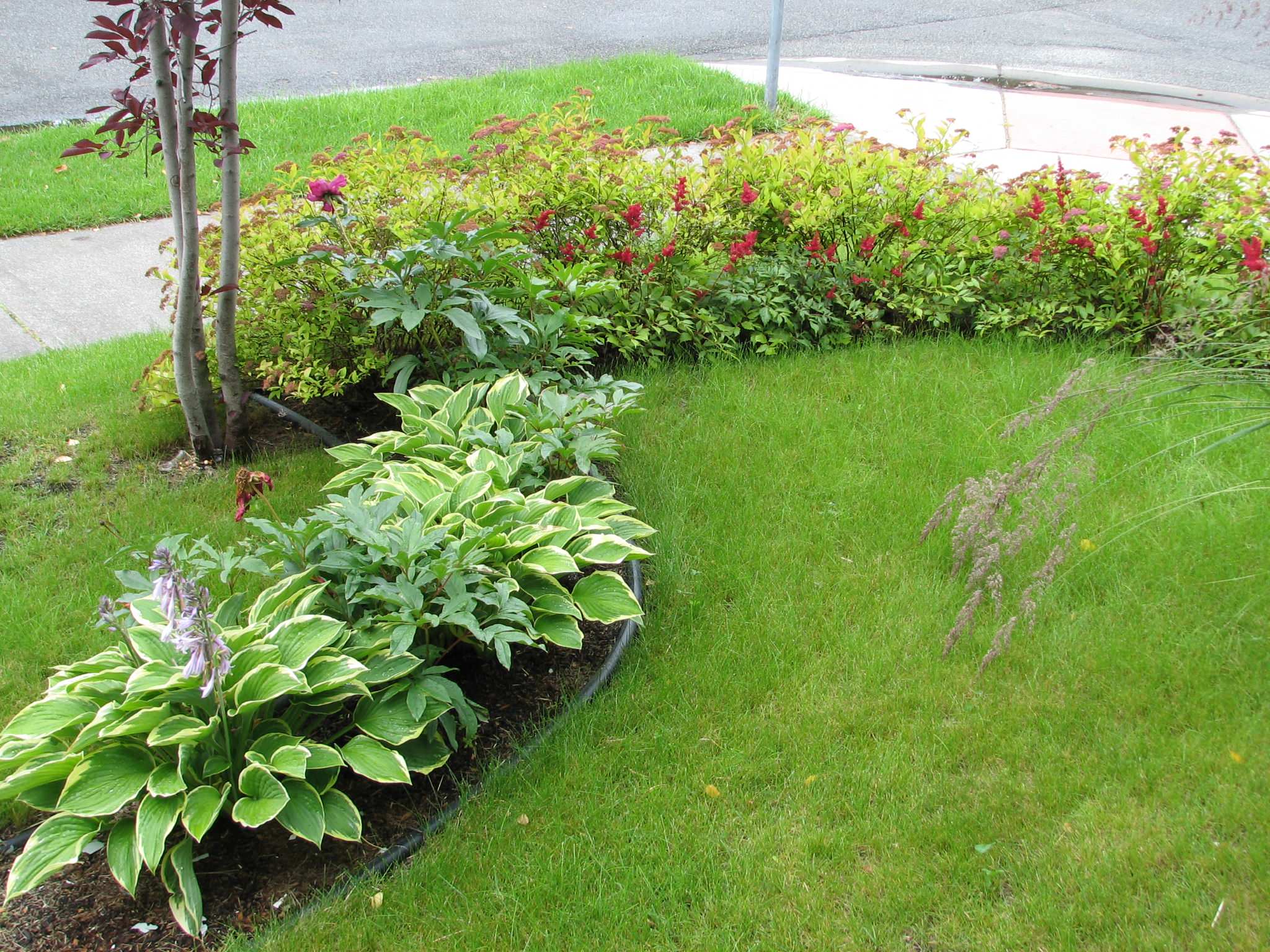 planting design/ hosta/astilbe and spirea