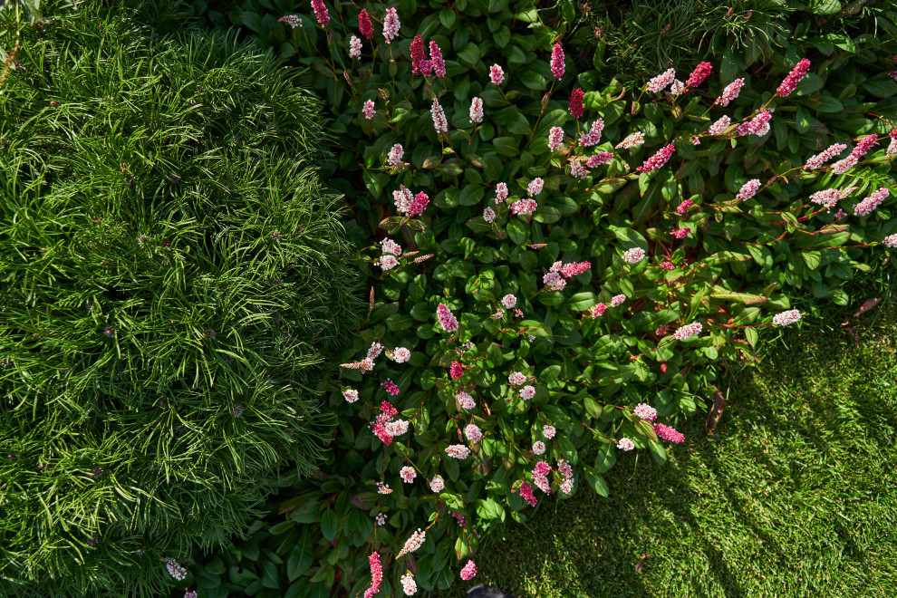 Сад в розовой дымке