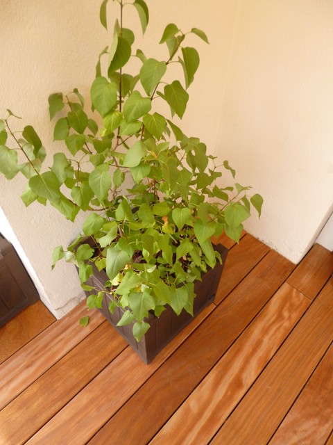 Balcon / Terrasse en bois exotique american-craftsman-terrasse