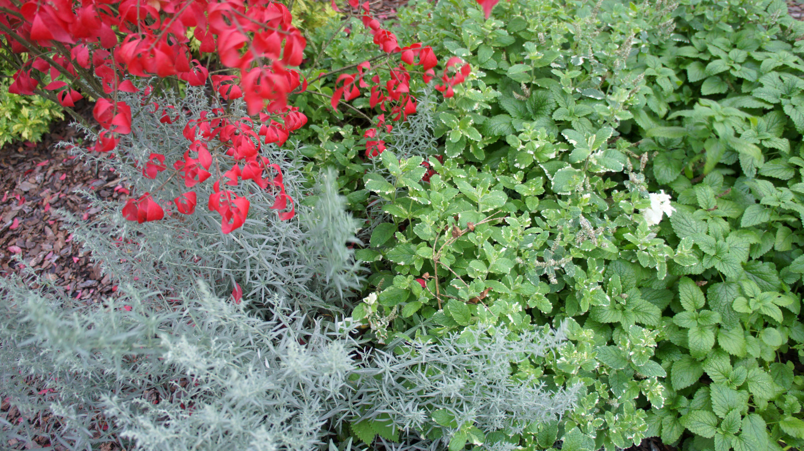 Цветники и композиции крупным планом