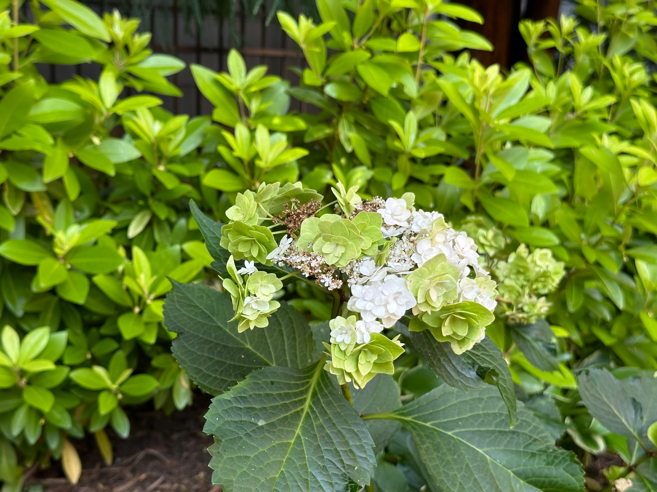 'Wedding Gown' hydrangea and 'Florida Sunshine' illicium