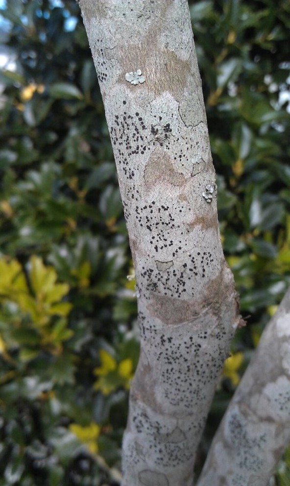 Black spots on crape myrtle