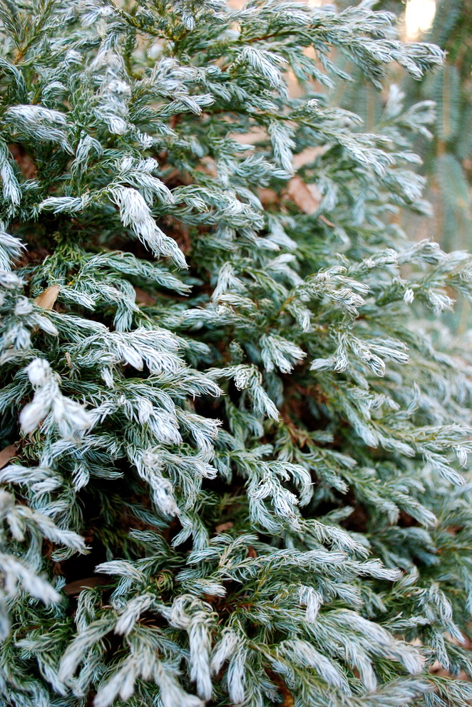 Design ideas for an eclectic landscaping in Charlotte.