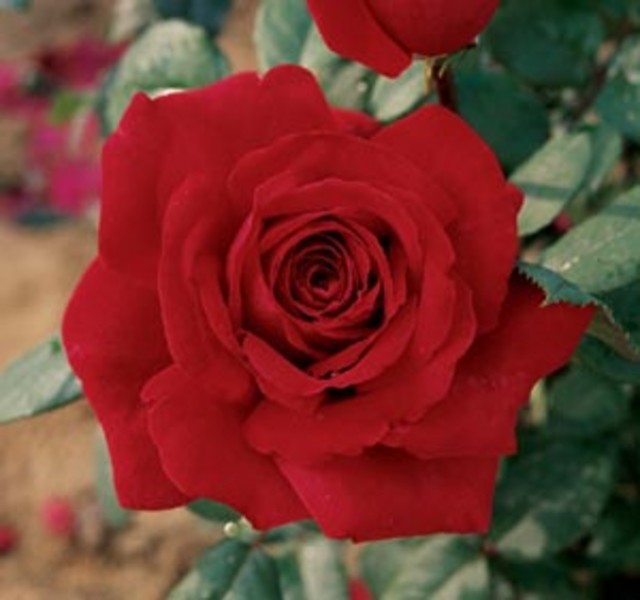 Botero HT: the Perfect Red Rose? (at least in pics)