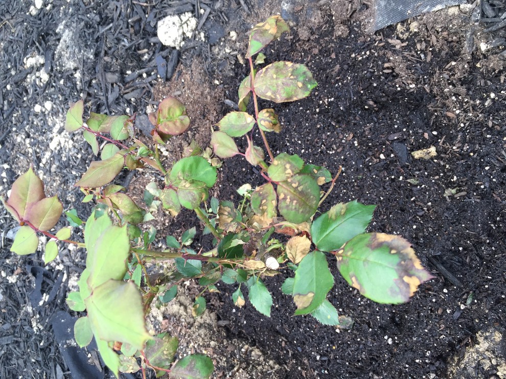Is my new rose bush dying?