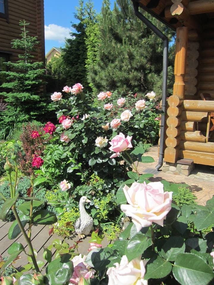 Ландшафт в пейзажном стиле с плавательным прудом 12 соток