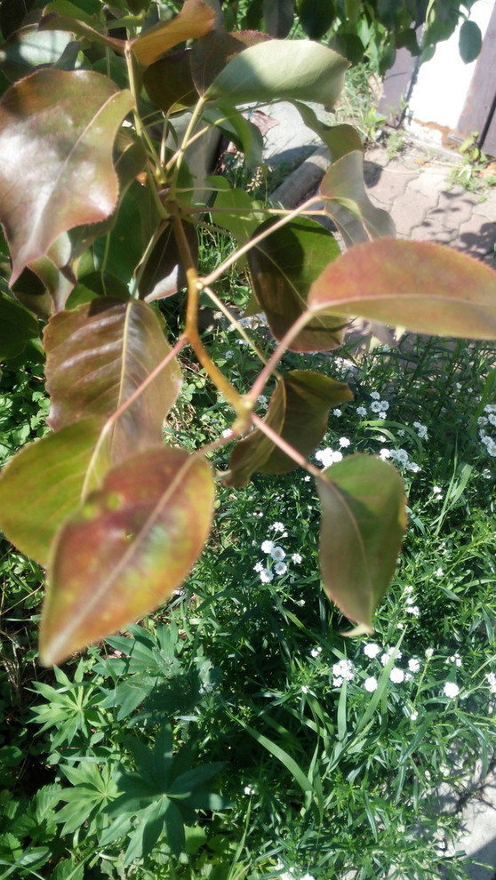 Why is my pear tree turning red?