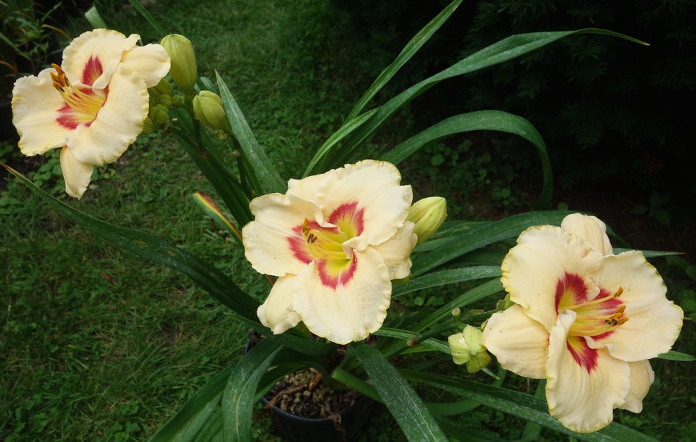 Friday Flowers