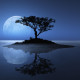 Blue Moon Design