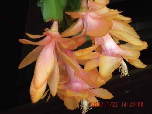 Home Design Jpg Here In Montreal I Ve Seen Golden Yellow Christmas Cactus For A Few Years Now Have An Extra 6 Pot Growing Nicely If You Re Interested