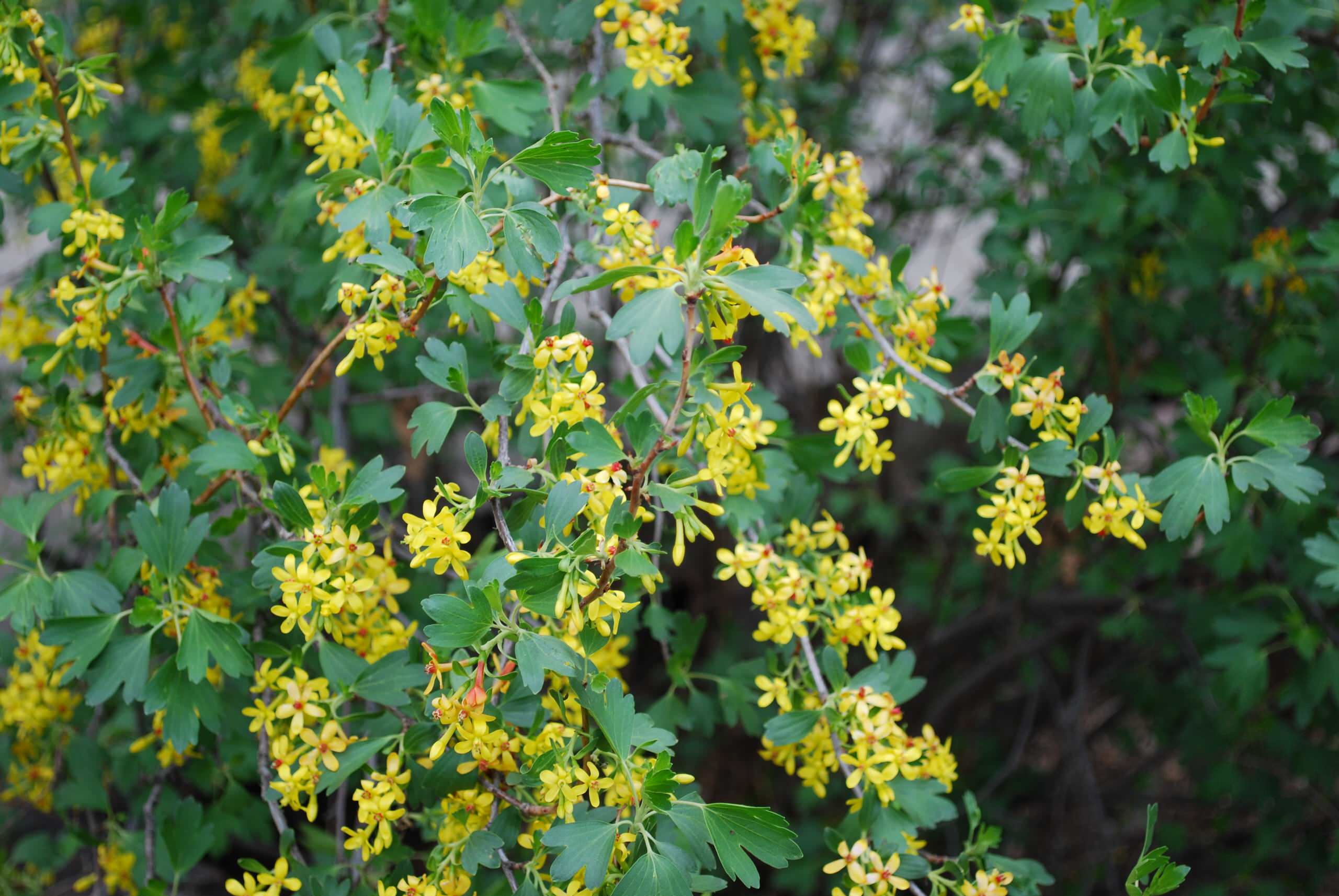 Great Design Plant: Golden Currant