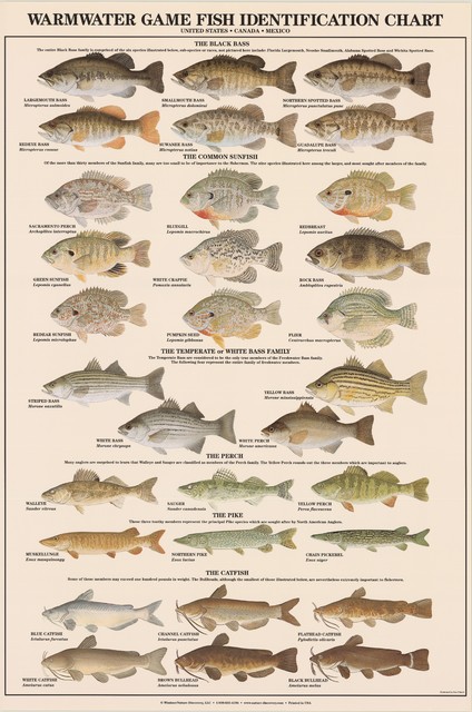 Lake Michigan Fish Identification Chart
