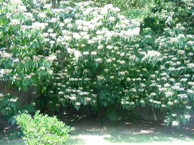 Have: Peanut Butter Tree
