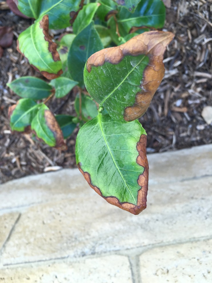 Camellia leaf browning and curling