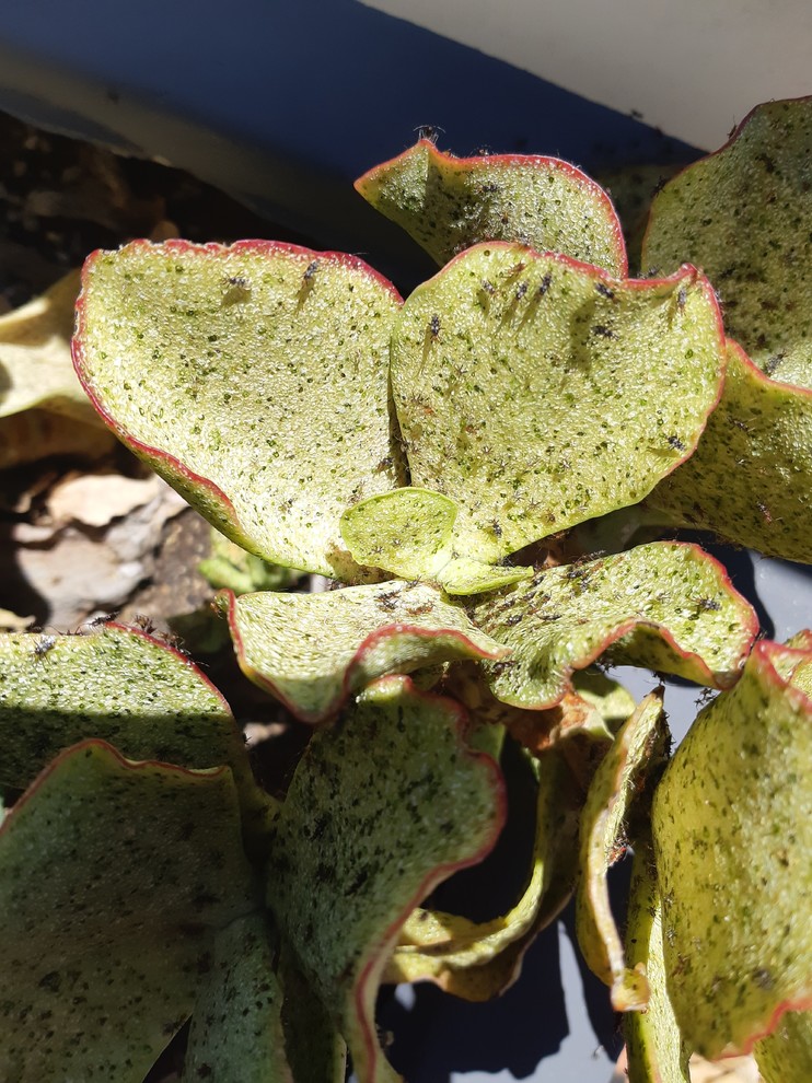 Succulent Pest ID tiny black scattering bugs killing plants