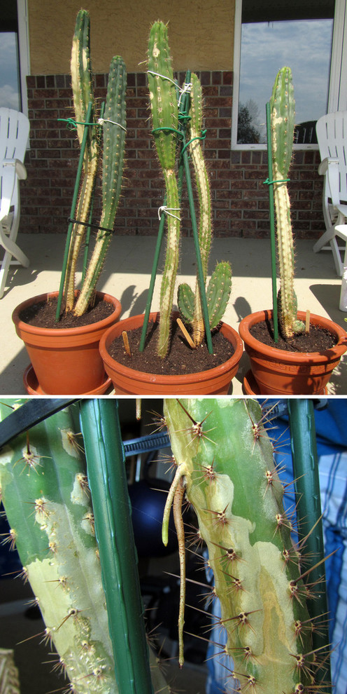 Corking or More Serious? | Houzz Forum