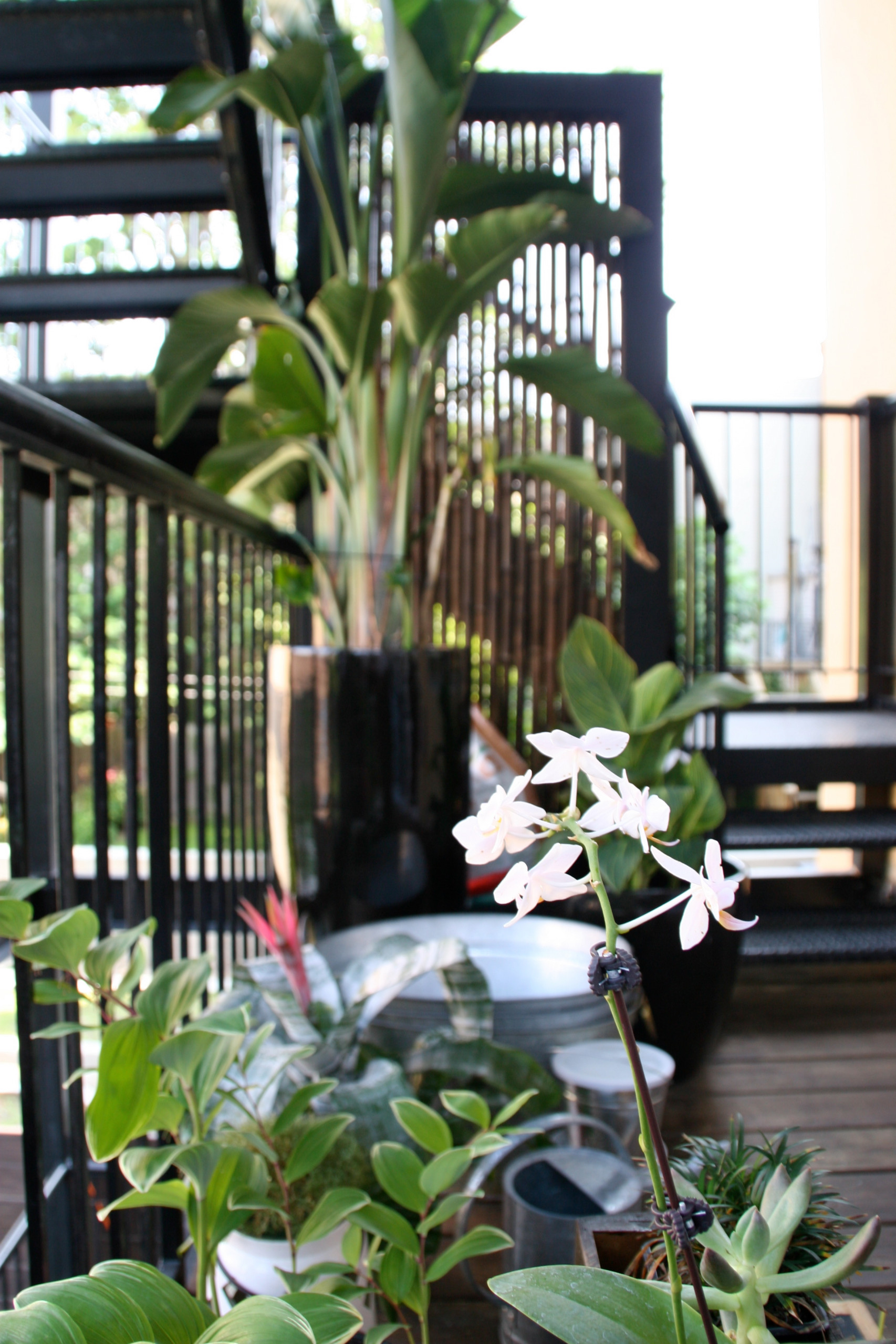 Urban Terrace Garden