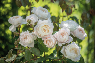 How Are Your Roses Doing? A Complete Summer Guide (8 photos)