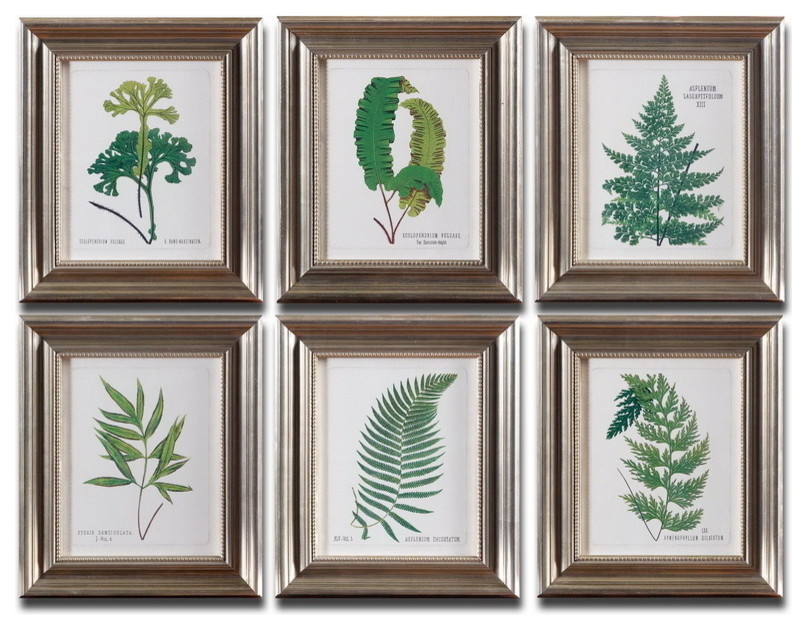 Artwork Reproduction Ferns I II III IV V VI  Set Of 6 Wall Art