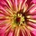Last commented by fawnee0214