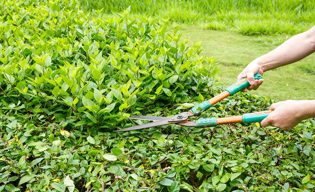 Ornamental Pruning