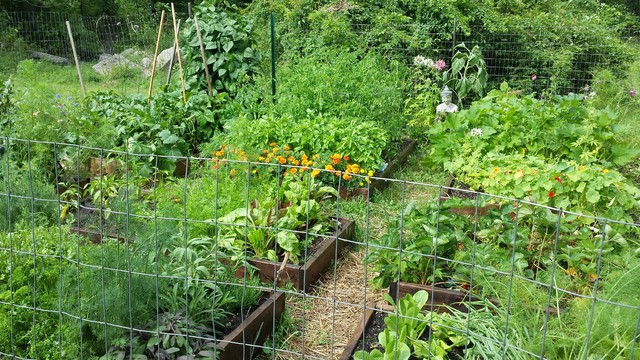 Organic Gardens