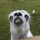 madison_craddock
