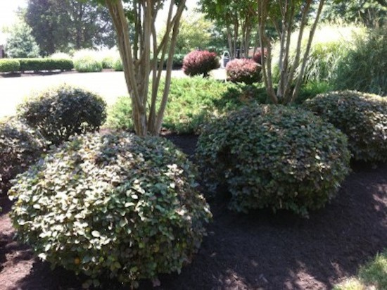Photo of a mid-sized transitional full sun front yard landscaping for spring.