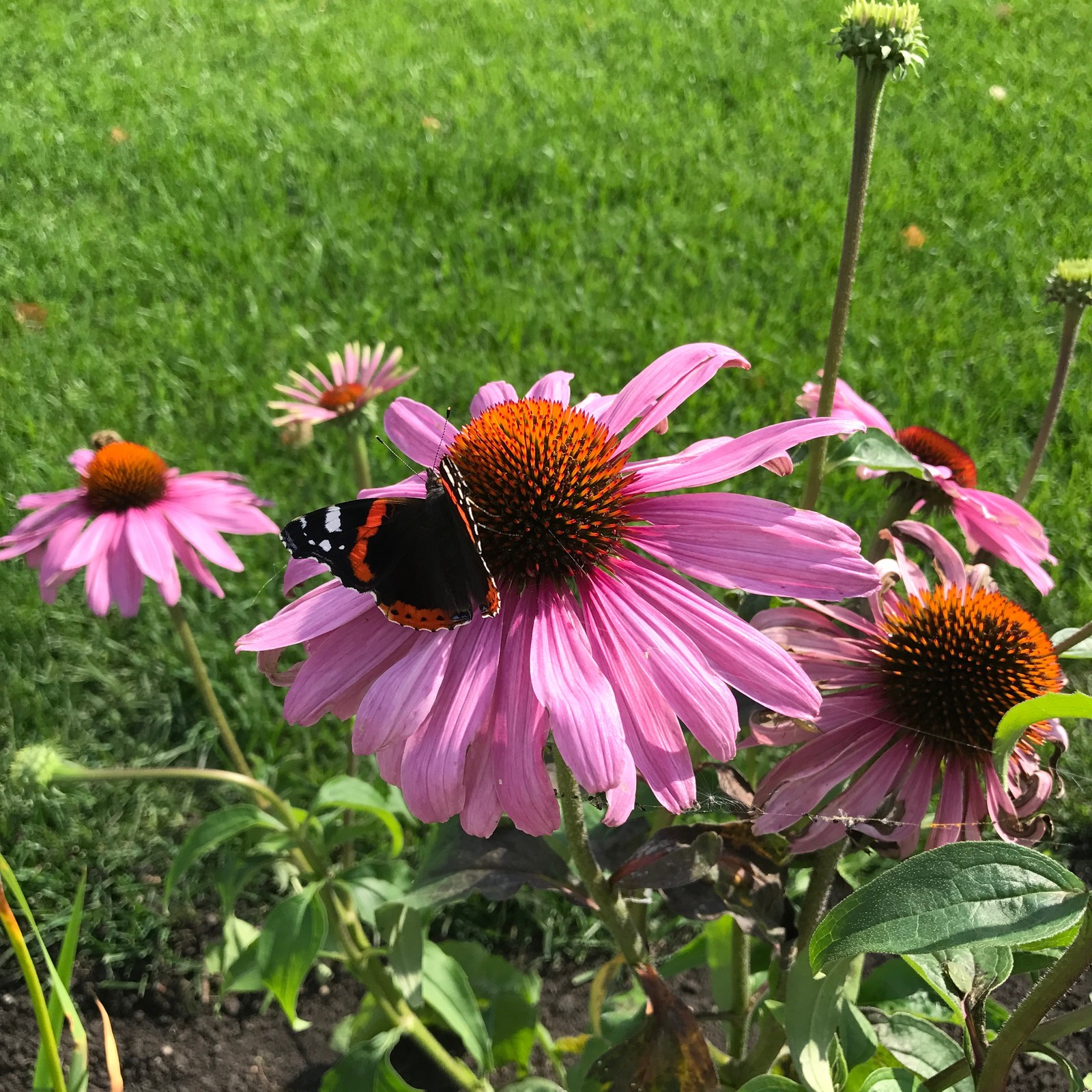 Малинки Виладж