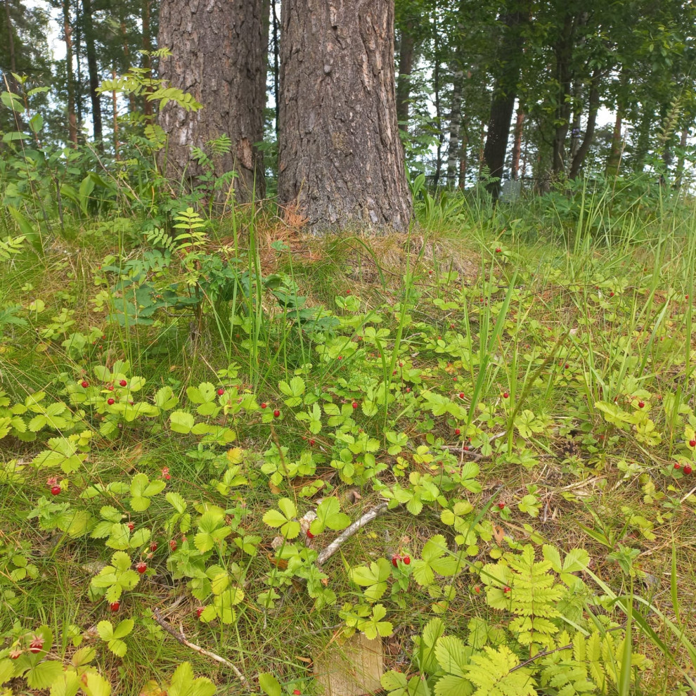 Текущий проект: Охта-Парк