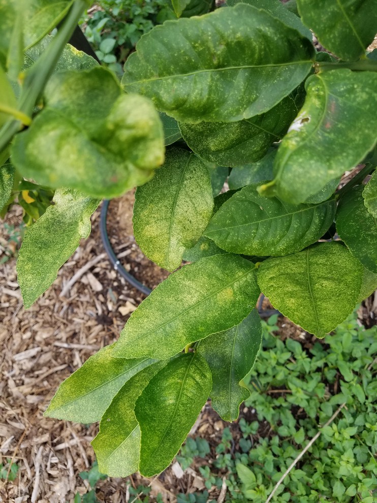 Meyer lemon speckled leavespest or disease?