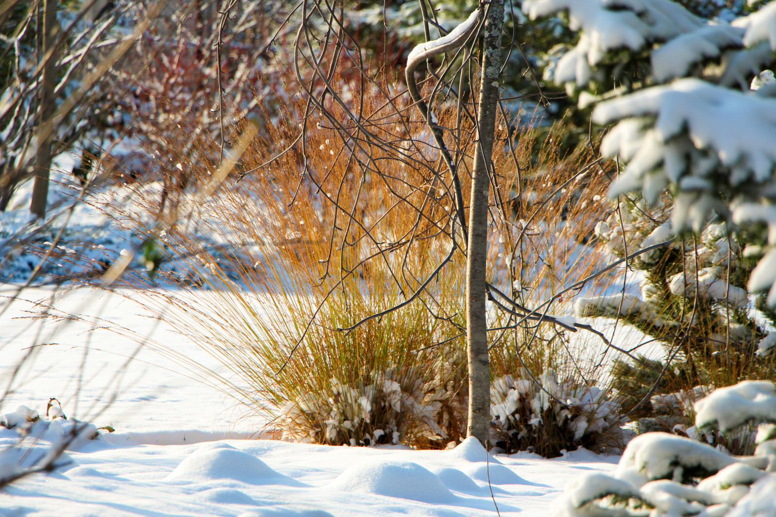 Горки-10, 2017-2020 г.г.