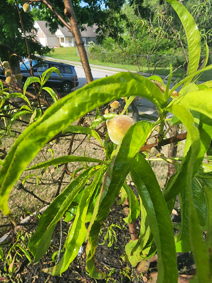 Why is my peach tree failing