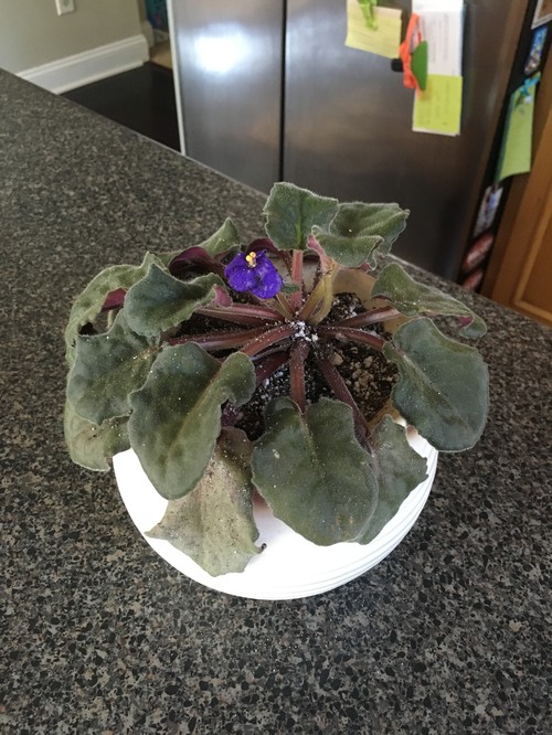 Overwatered African Violet How to reroot?