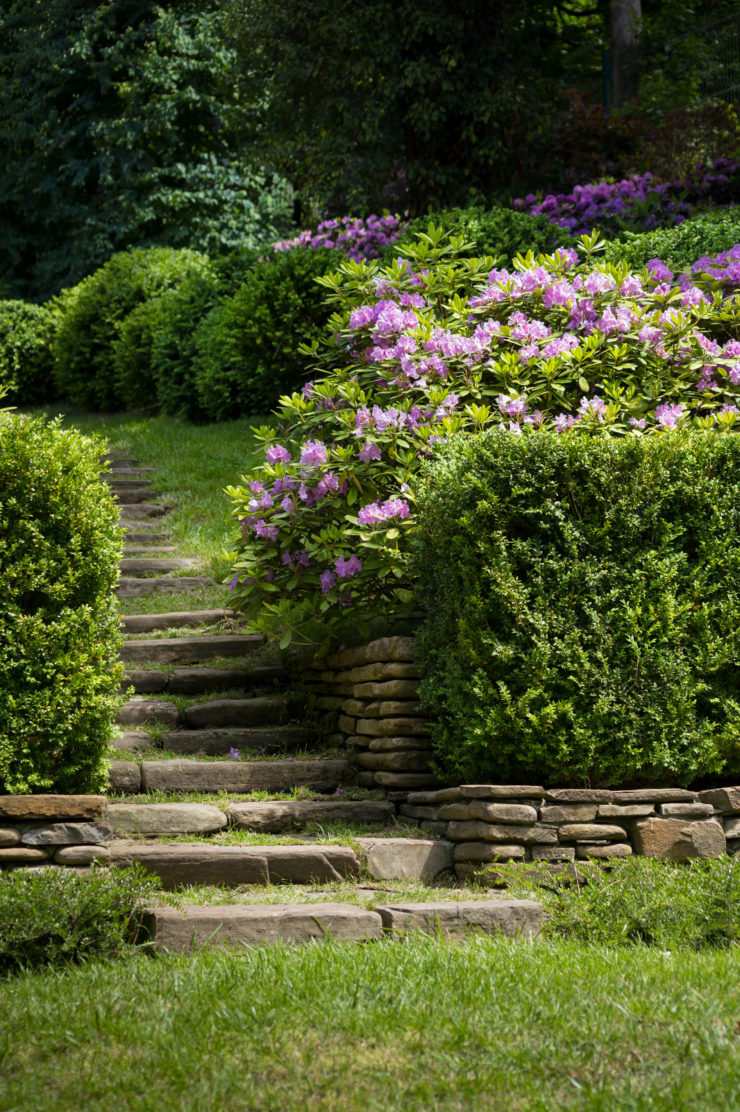 Зеленая роща