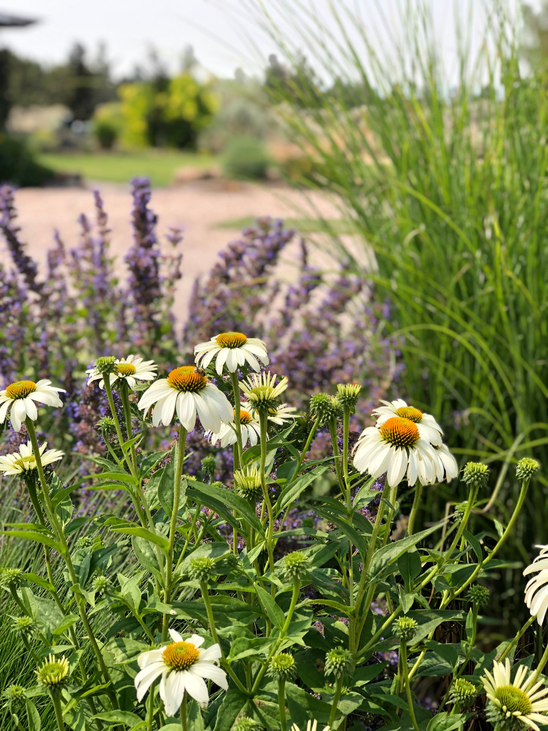 Santa Fe Xeriscape